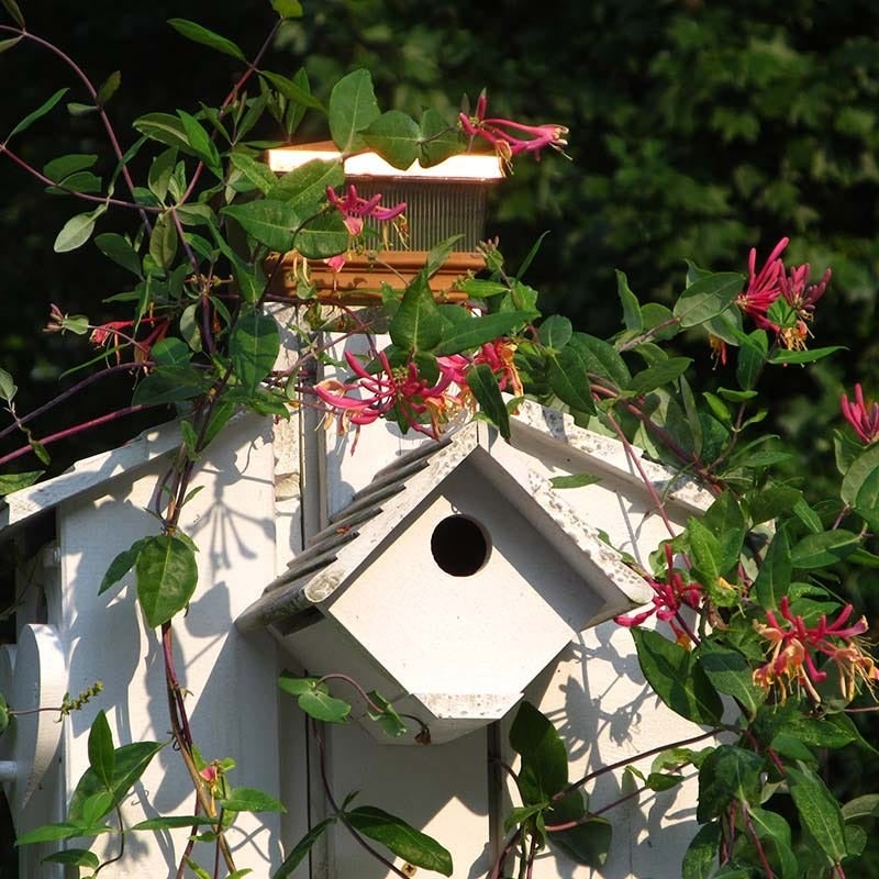 Red and Orange Lonicera sempervirens Major Wheeler, Lonicera sempervirens Major Wheeler, Major Wheeler Honeysuckle Vine on birdhouse