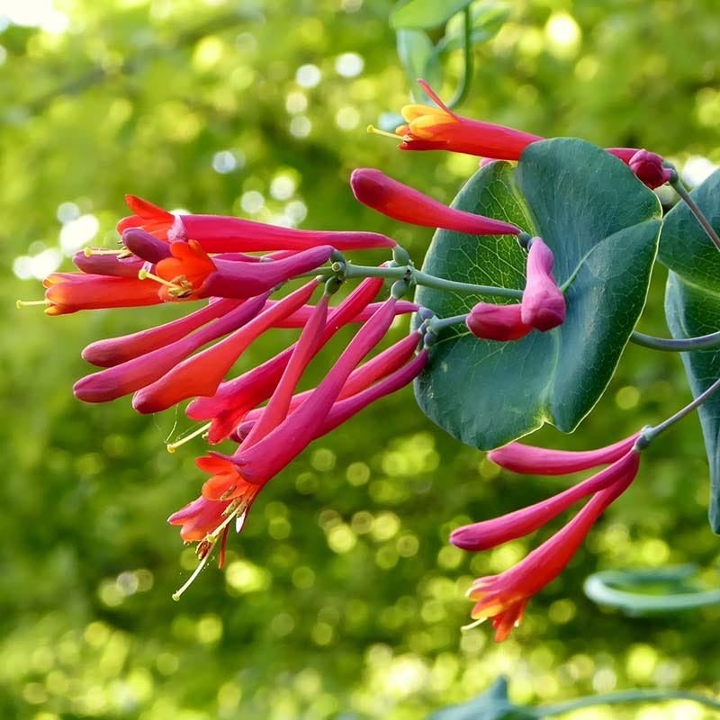 Red and Orange Lonicera sempervirens Major Wheeler, Lonicera sempervirens Major Wheeler, Major Wheeler Honeysuckle Vine, Customer Photo