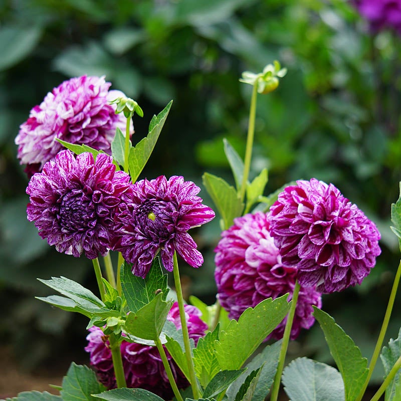 Marble Ball Dahlia