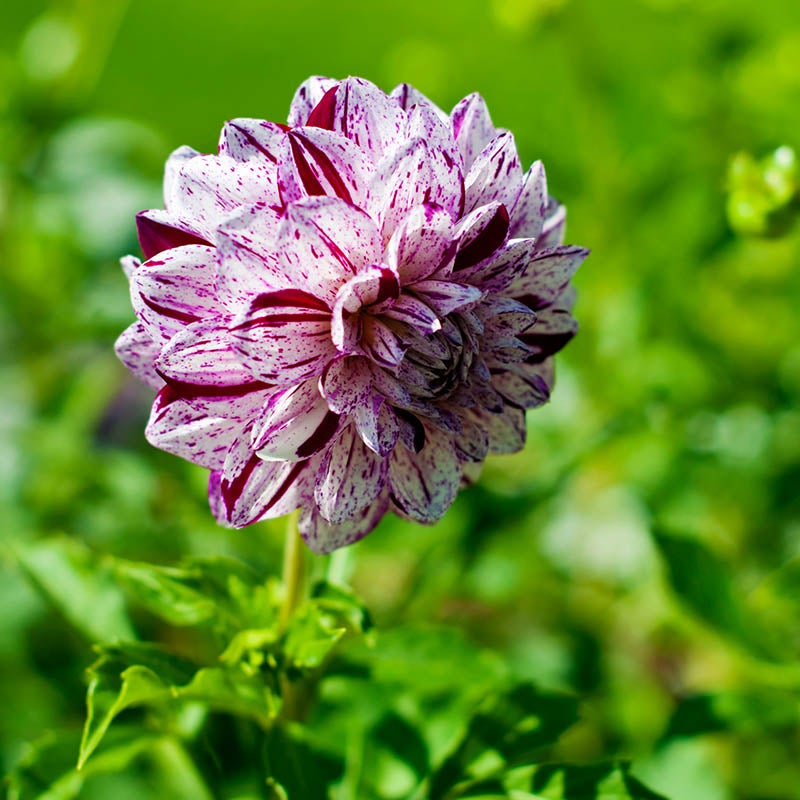 Marble Ball Dahlia