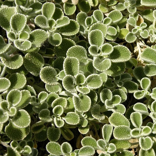 Silver Edged Horehound (Marrubium)