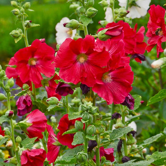 Mars Magic Single Hollyhock