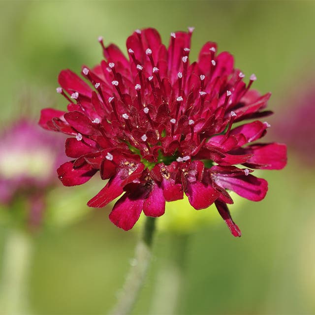 Mars Midget Pincushion Flower