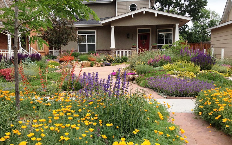 A Drought-Resistant Garden From Scratch In Fort Collins, Colorado