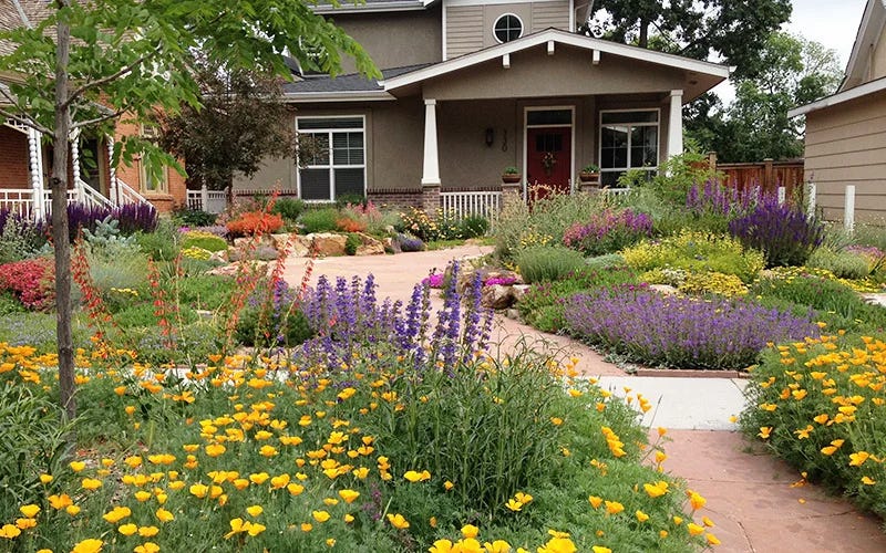 Drought Resistant Garden