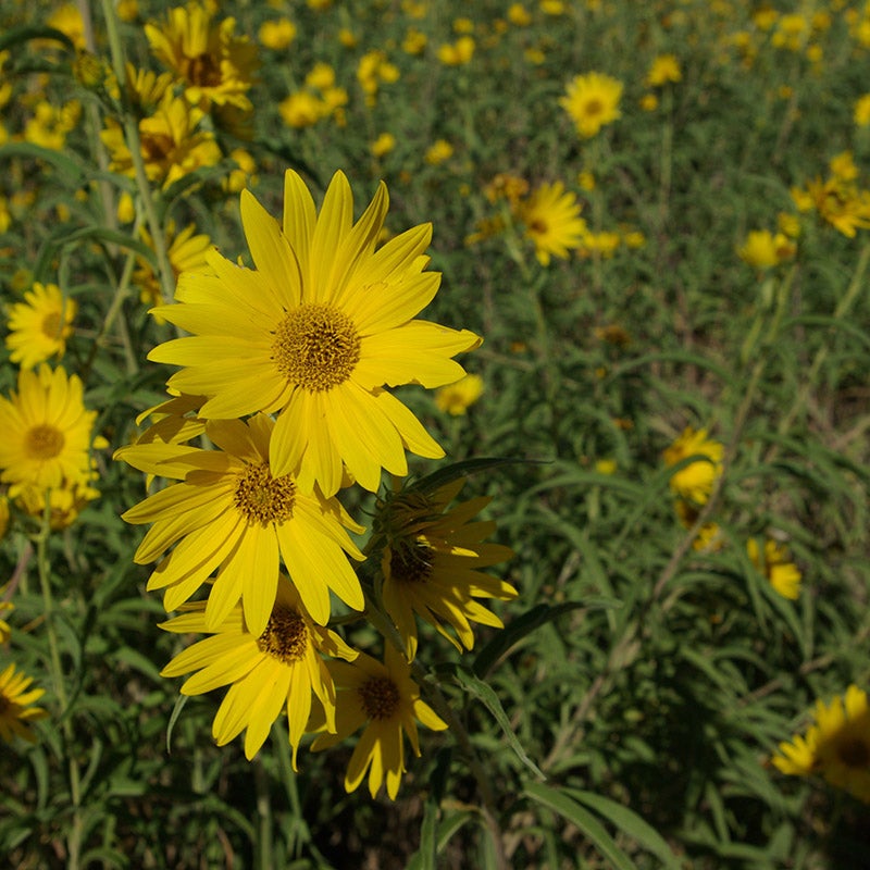 Yellow Helianthus maximiliani Seeds, Helianthus maximiliani, Maximilian Sunflower Seeds