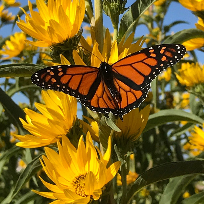 Yellow Helianthus maximiliani Seeds, Helianthus maximiliani, Maximilian Sunflower Seeds