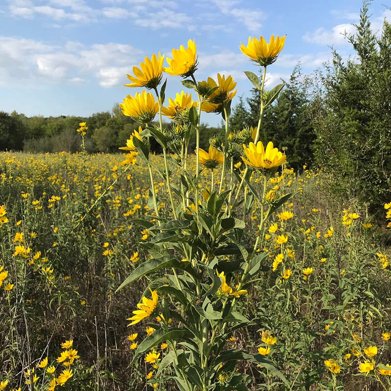 Yellow Helianthus maximiliani Seeds, Helianthus maximiliani, Maximilian Sunflower Seeds