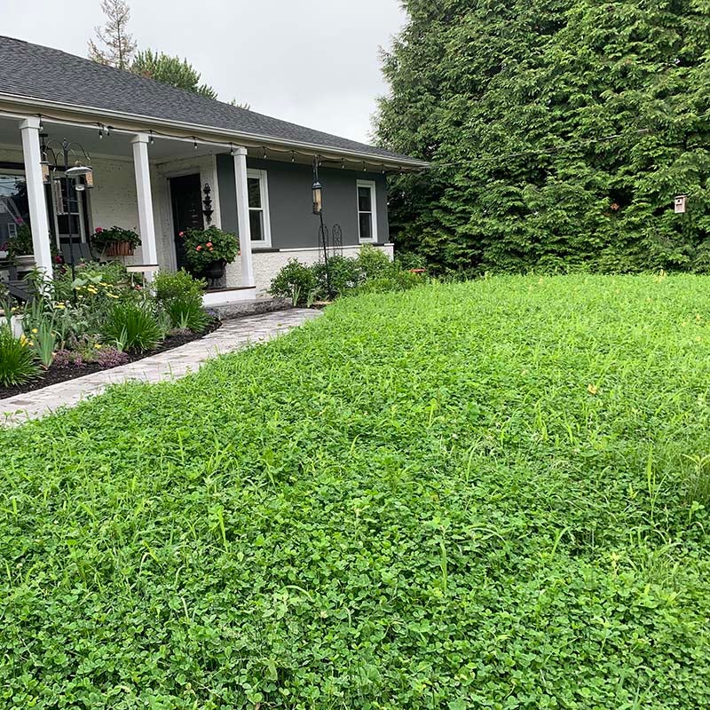 Microclover Low-Water Lawn Seed Mix, Customer Photo