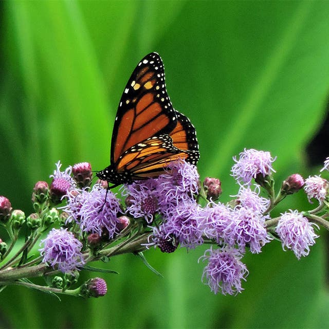 Meadow Blazing Star (Liatris)