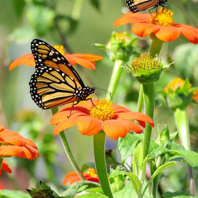 Mexican Sunflower Seeds