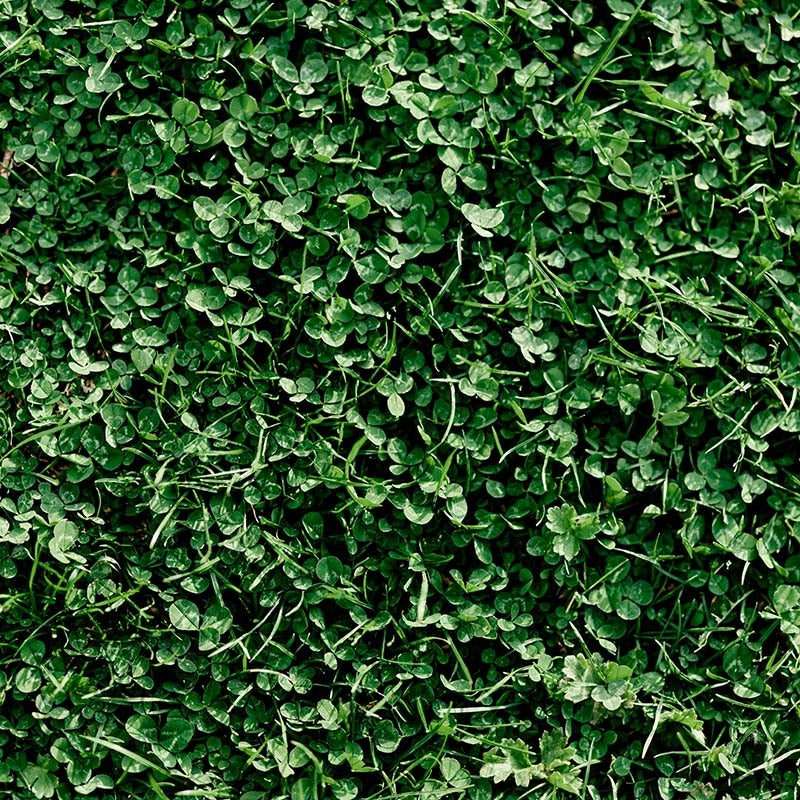 Microclover Low-Water Lawn Seed Mix