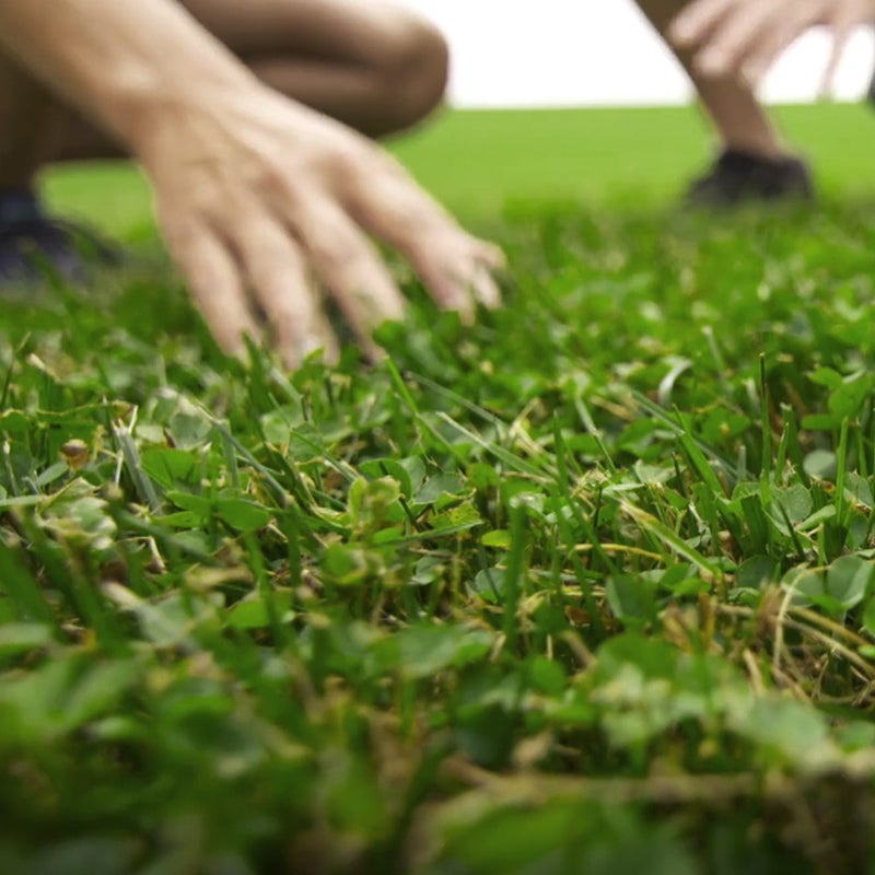 Microclover seed, alternative lawn