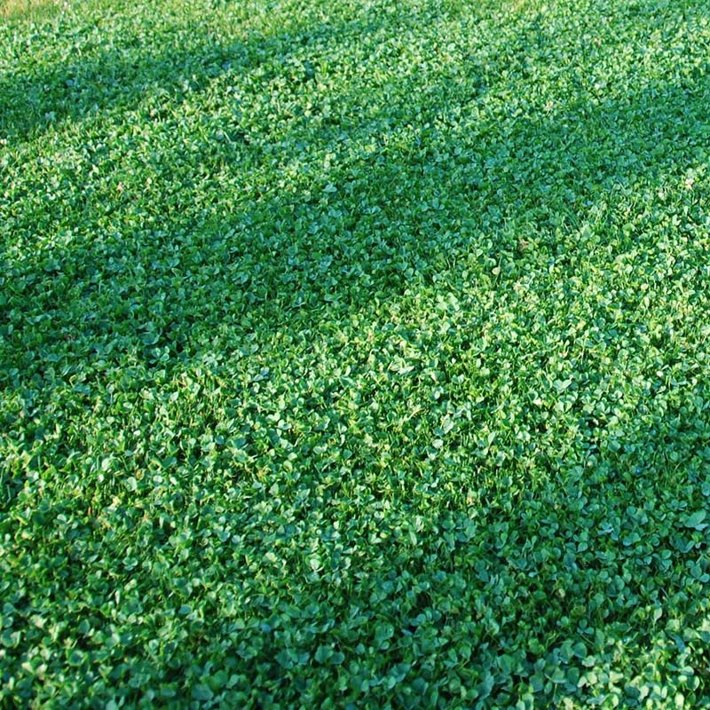 Microclover Seed, Alternative Lawn