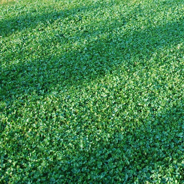 Microclover Seed (Pelleted)