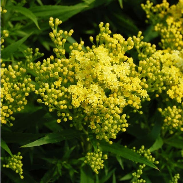 Little Lemon Goldenrod (Solidago)