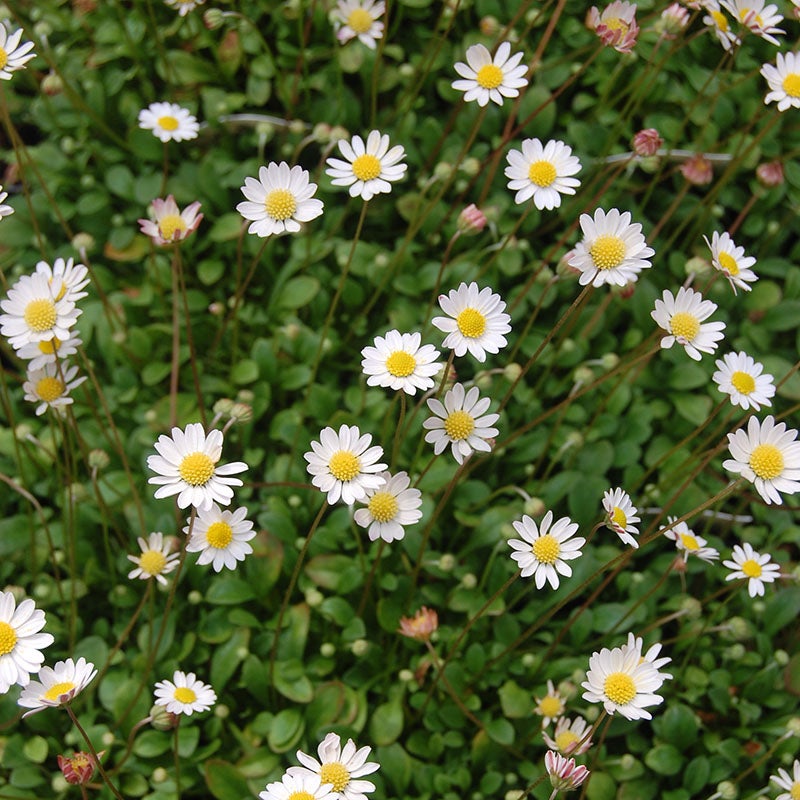 Miniature Mat Daisy (Bellium minutum)