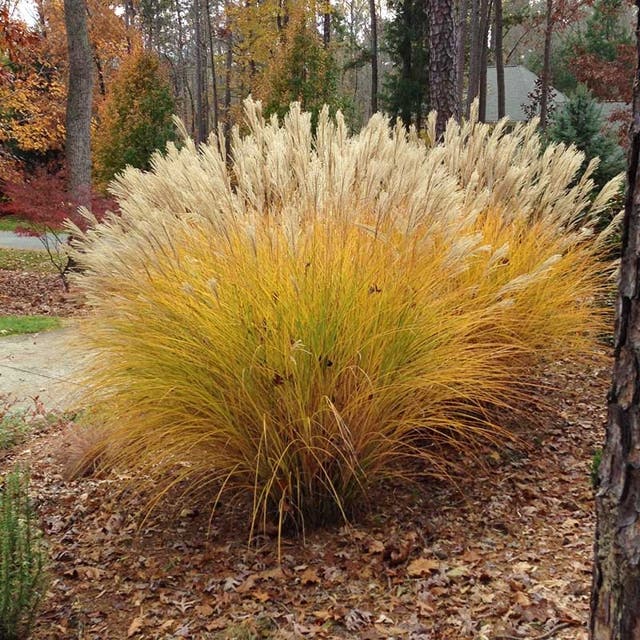 Gracillimus Miscanthus Grass