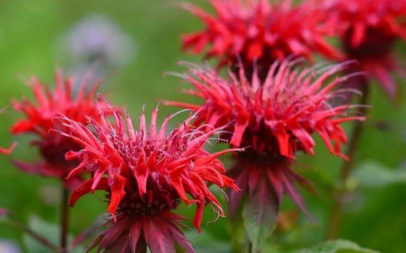 Jacob Cline bright red bee balm (monarda) flowers