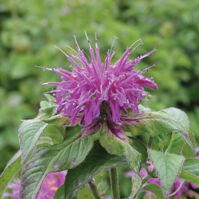 Blue Stocking Bee Balm