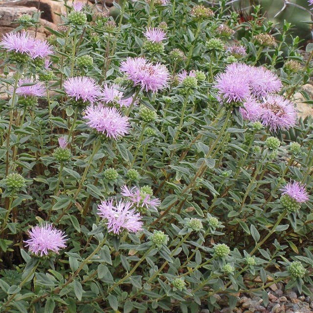 Russian River Coyote Mint (Monardella)