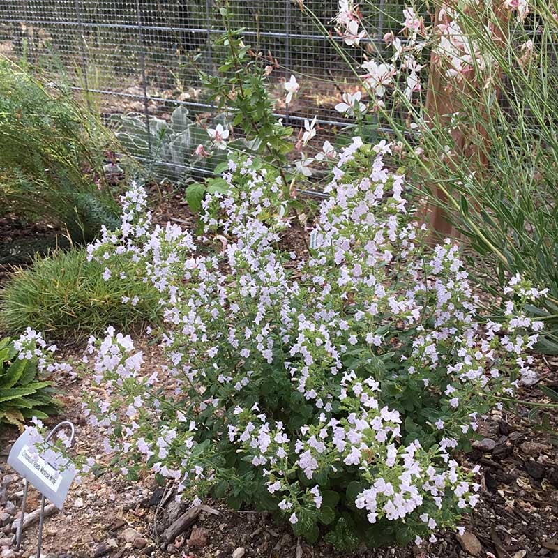 Montrose White Calamintha (Calamintha nepeta 'Montrose White')
