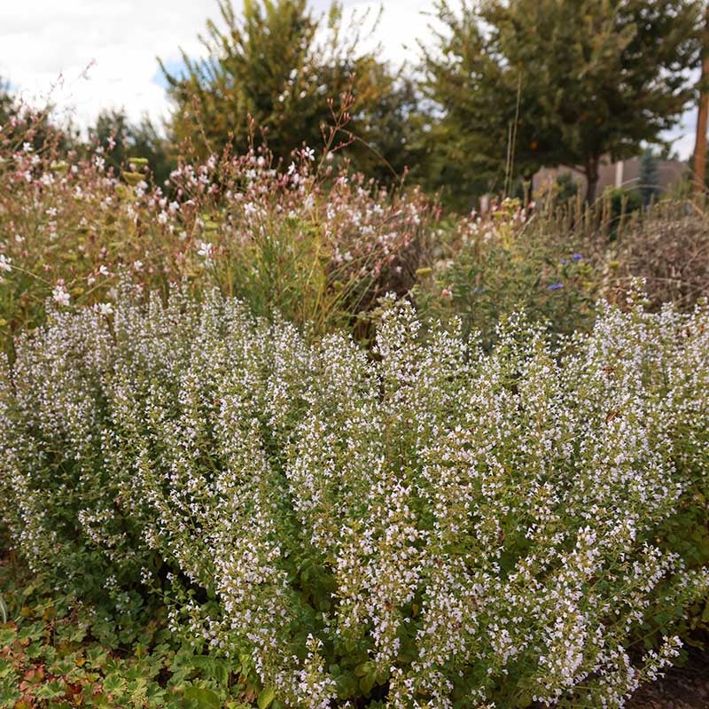 Montrose White Calamintha (Calamintha nepeta 'Montrose White')