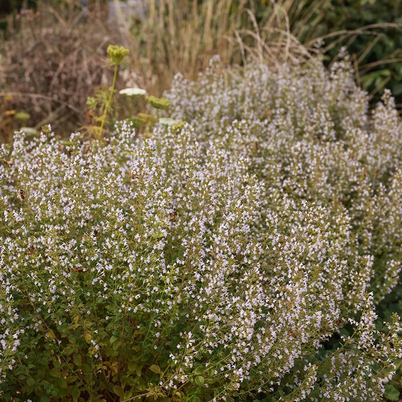 Montrose White Calamintha (Calamintha nepeta 'Montrose White')