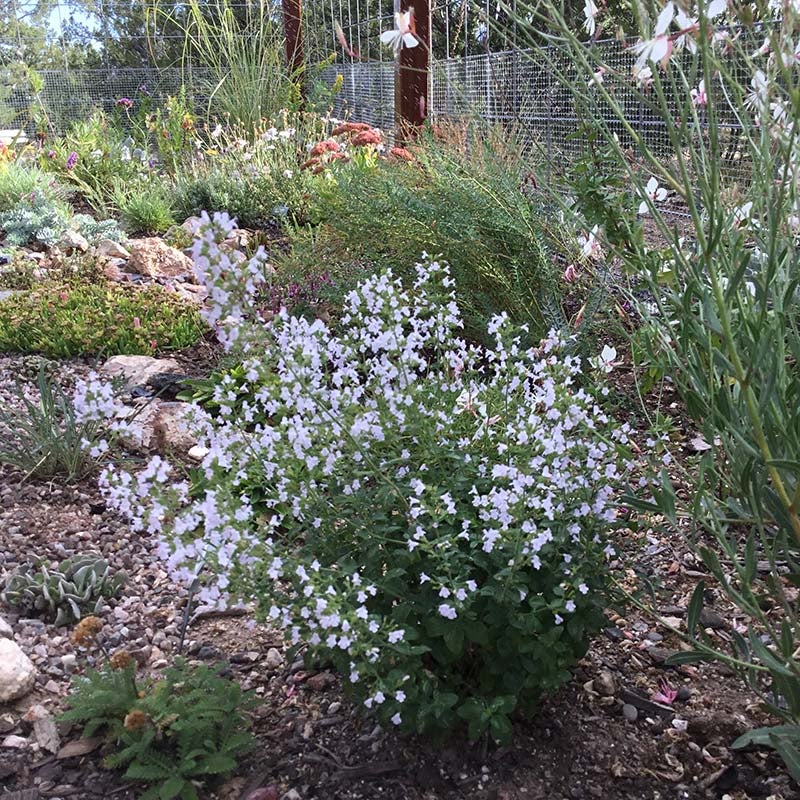 Montrose White Calamintha (Calamintha nepeta 'Montrose White')