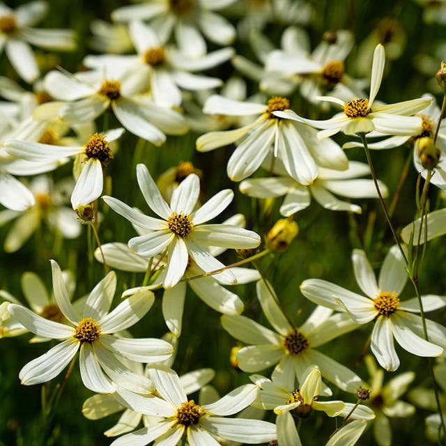 Moonbeam Coreopsis