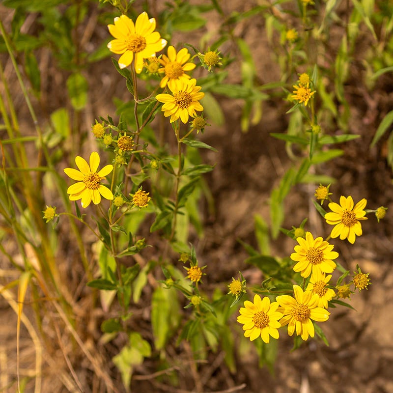 Heliomeris multiflora (Showy Goldeneye)