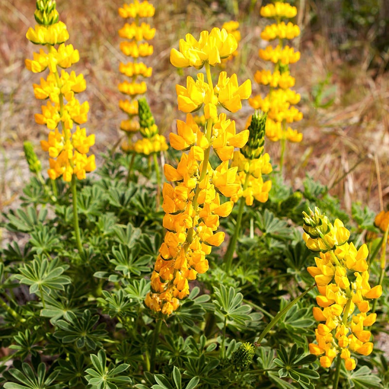 Lupinus densiflorus (Golden Lupine)