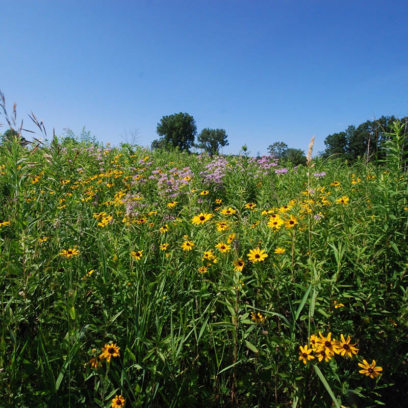 Monarda fistulosa and Rudbeckia hirta