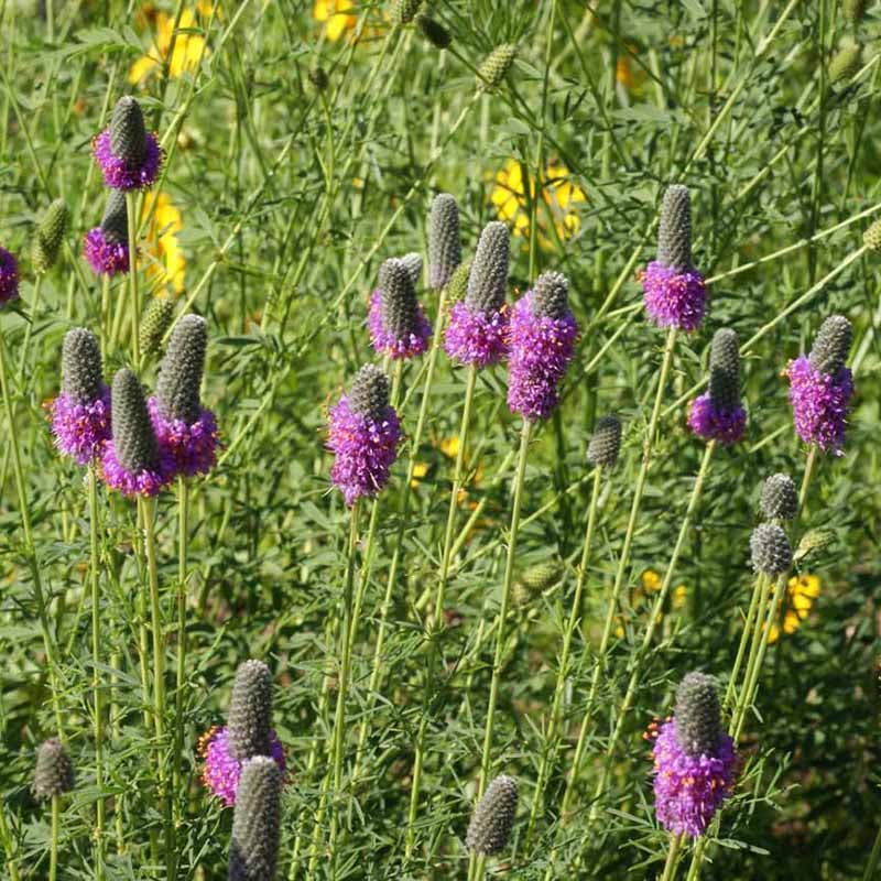 Petalostemon purpureum (Purple Prairie Clover)