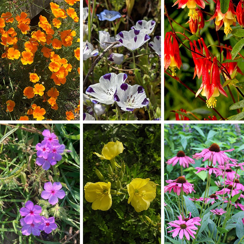 Native Partial Shade Wildflower Seed Mix