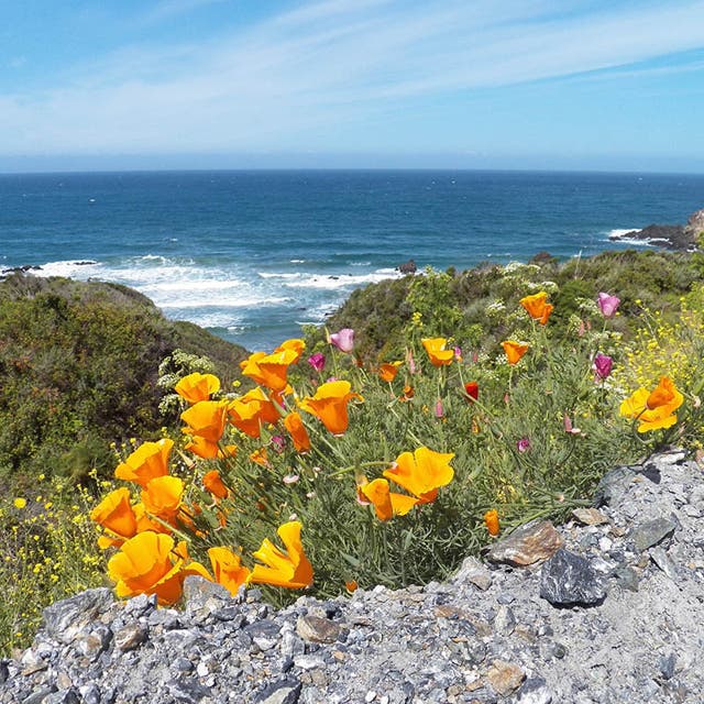 Native Pacific Northwest Wildflower Seed Mix