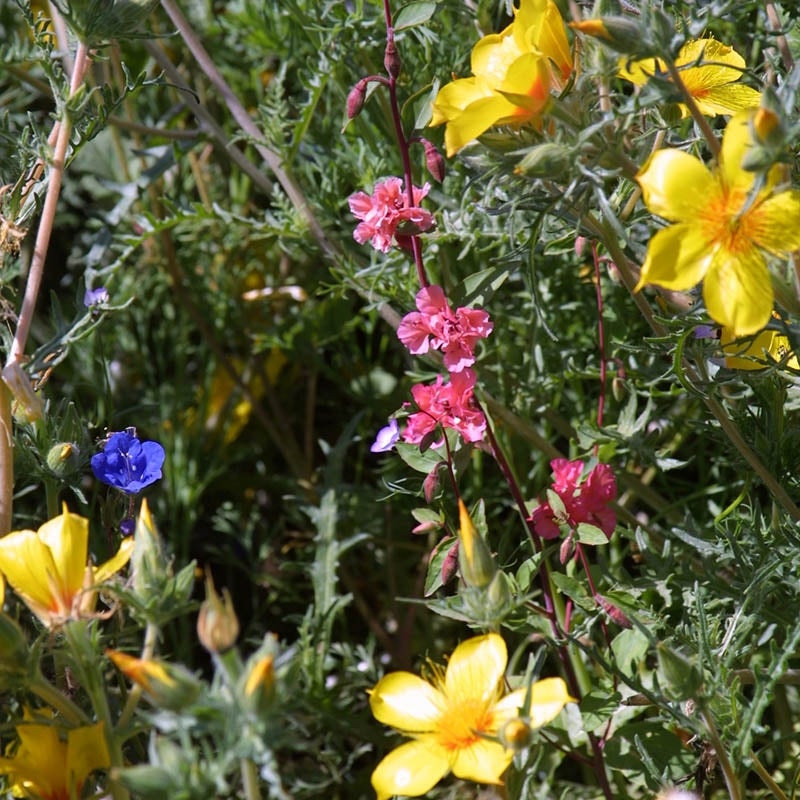 Native Southwest Wildflower Seed Mix