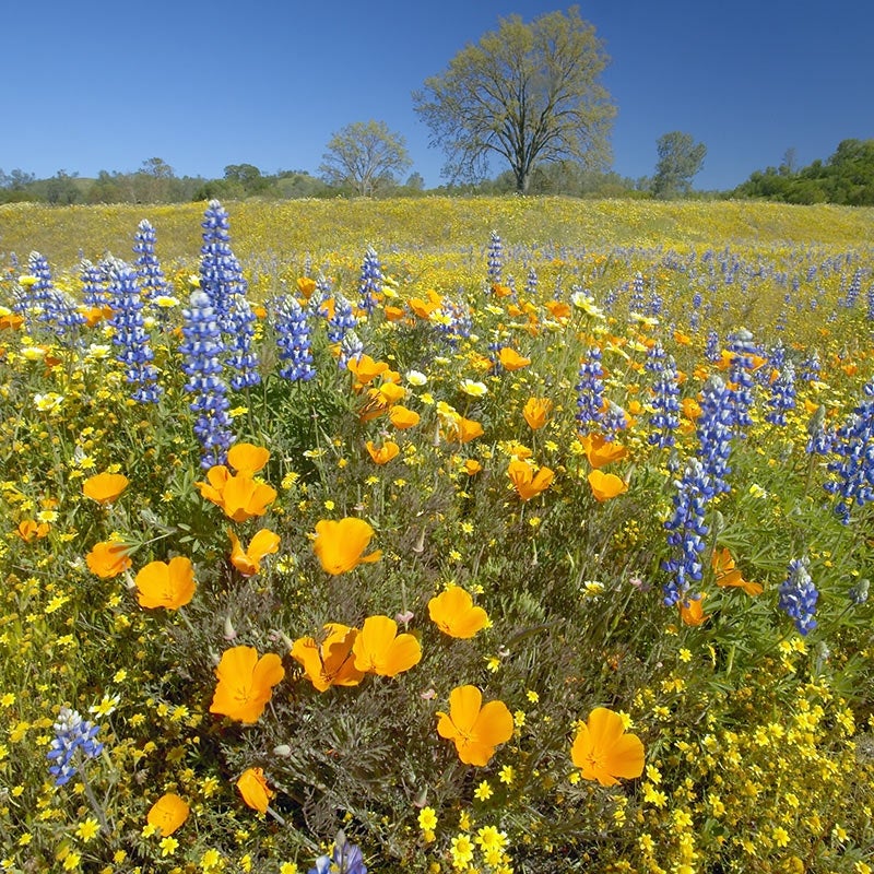 Native Southwest Wildflower Seed Mix