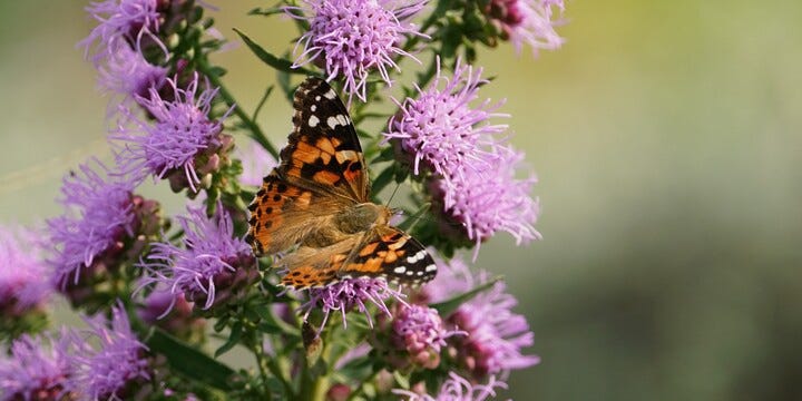 Painted Lady Butterfly & Liatris