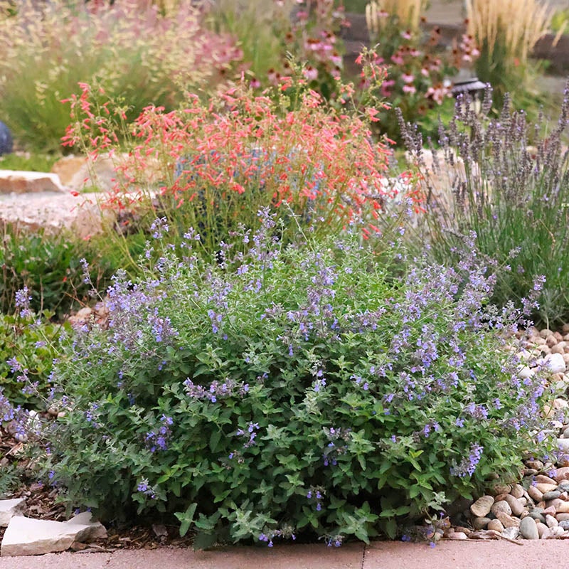 Select Blue Nepeta (Nepeta faassenii 'Select Blue'). Employee Photo Taken in Castle Rock, CO.