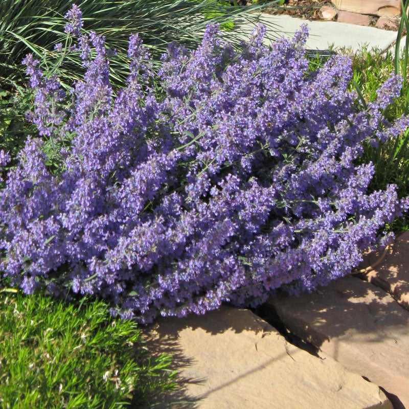 Select Blue Nepeta (Nepeta faassenii 'Select Blue')