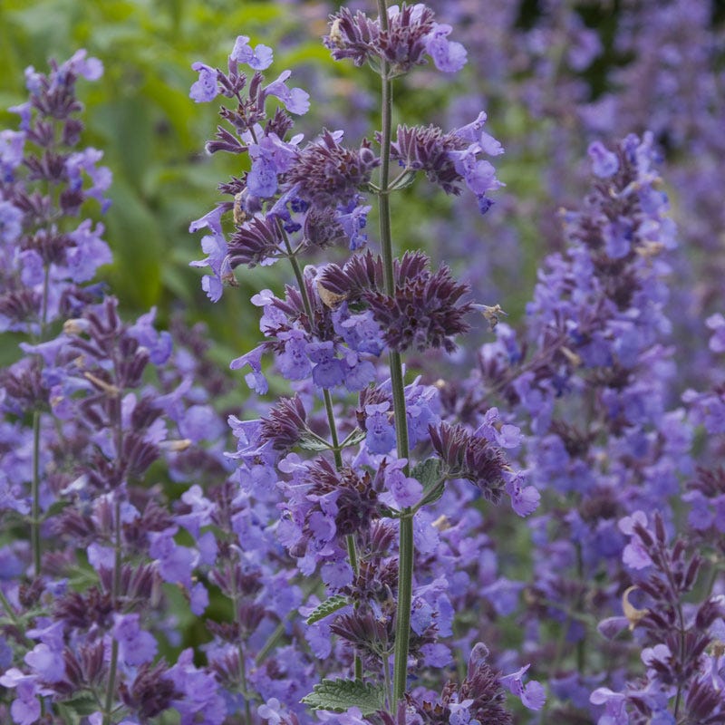 Nepeta 'Walker's Low'