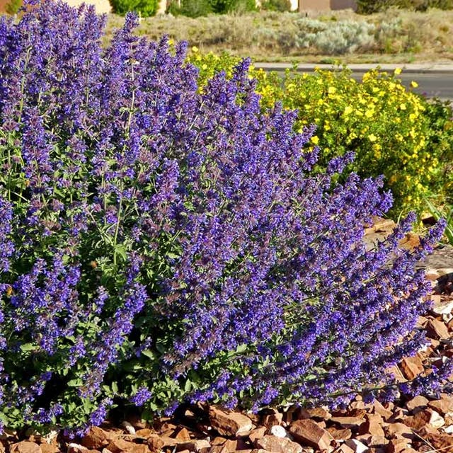Walker's Deep Blue Nepeta