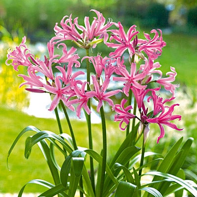 Pink Nerine Lily