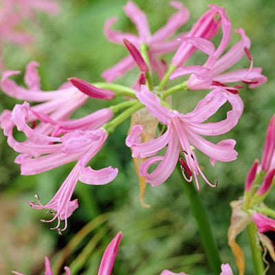 Nerine Lily