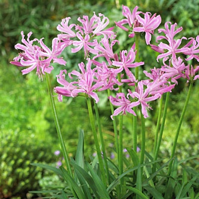 Nerine Lily