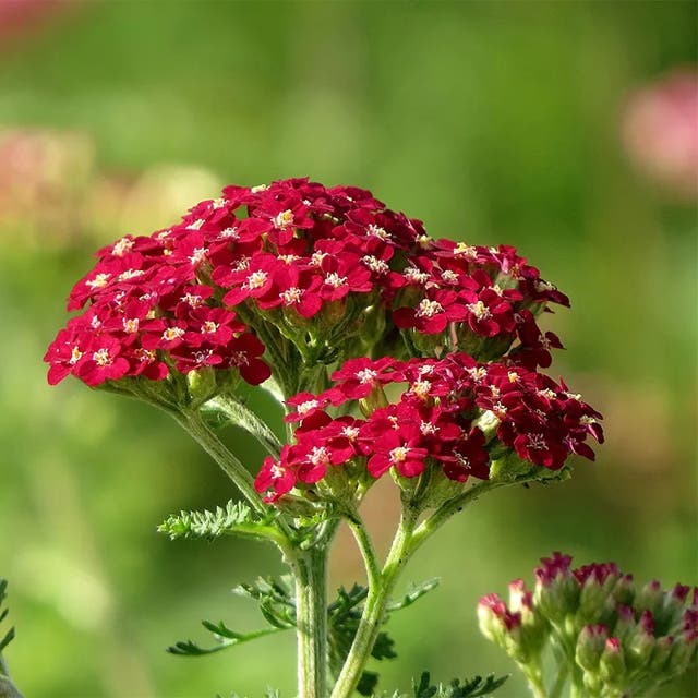 New Vintage™ Red Yarrow