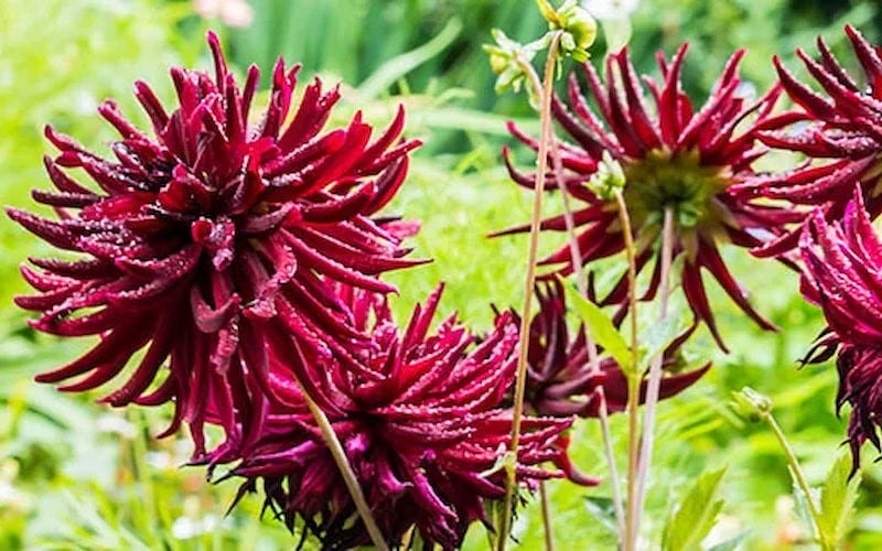 Red Nuit D'ete Cactus Dahlia