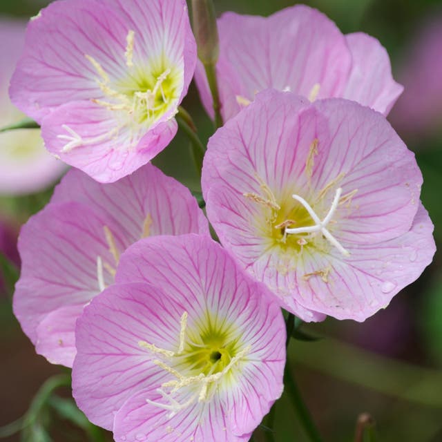 Showy Pink Evening Primrose