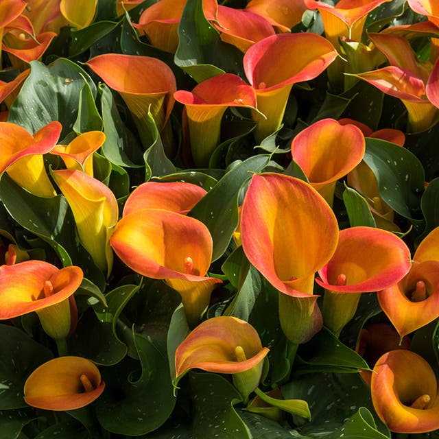 Orange Pitcher Calla Lily